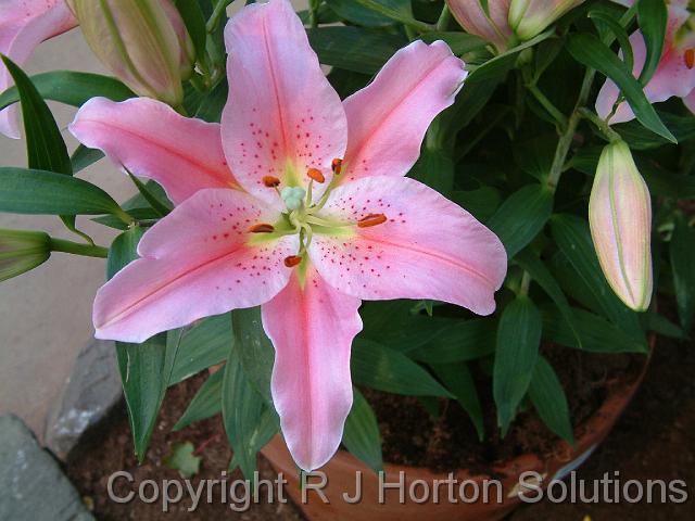 Lillium Pink